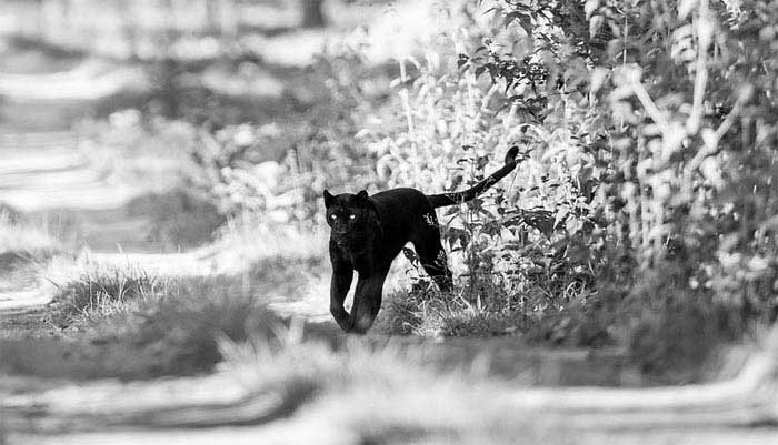 Iconic Black Panther Spotted